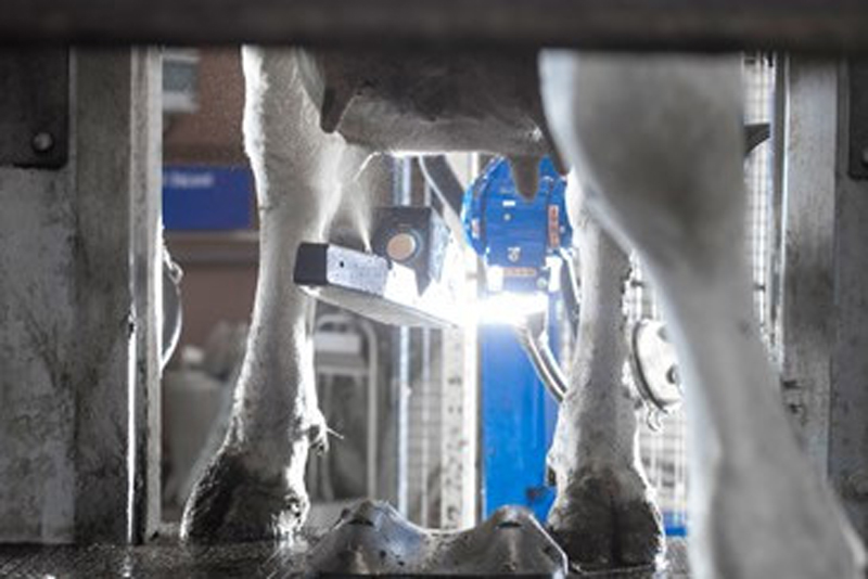 Robotic Milking